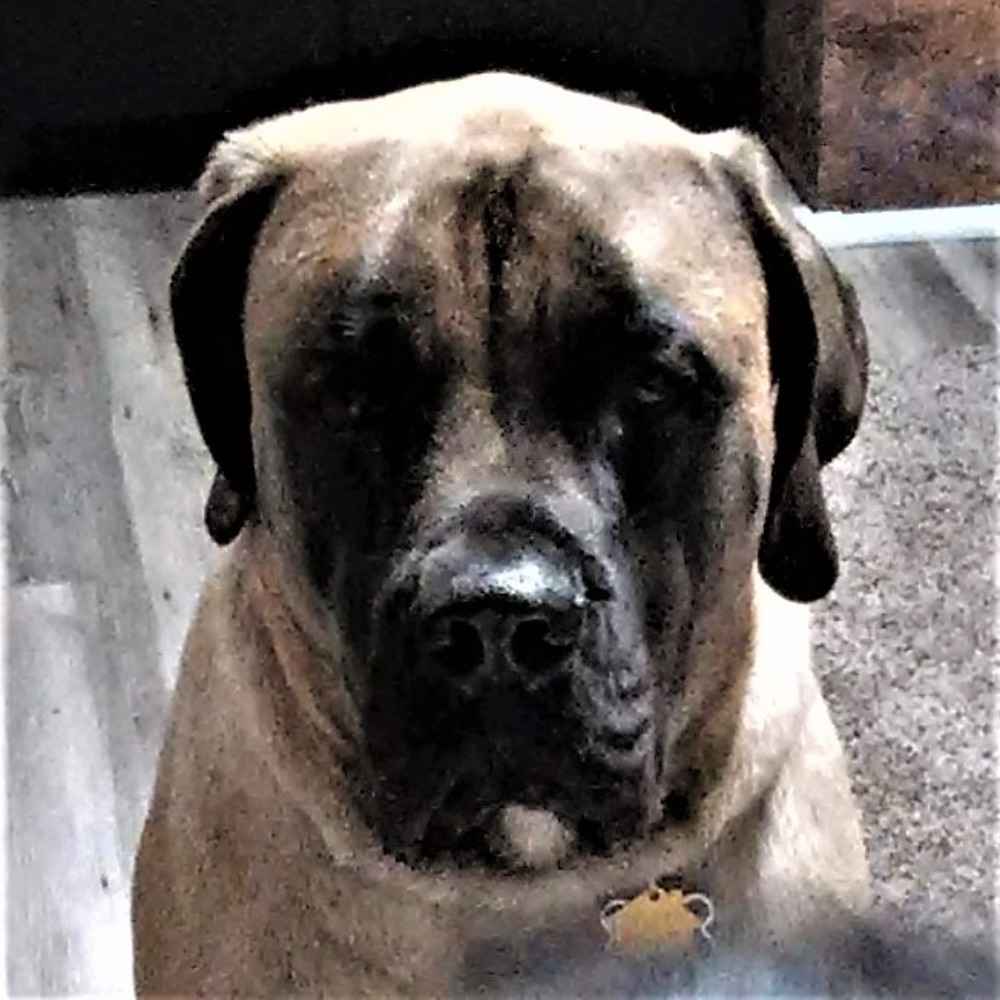 Meet your Posher, Judy